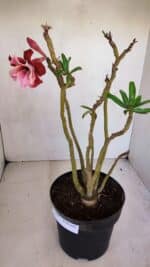 Planta Dobrada 3296 – 40cm – 03 anos - Imagem 4