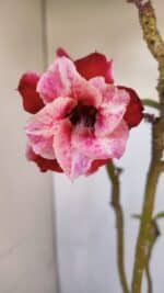 Planta Dobrada 3296 – 40cm – 03 anos