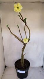 Planta Dobrada 3297 – 55cm – 03 anos - Imagem 2