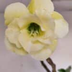 Planta Dobrada 3297 – 55cm – 03 anos