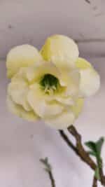 Planta Dobrada 3297 – 55cm – 03 anos