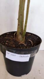 Planta Dobrada 3297 – 55cm – 03 anos - Imagem 9