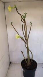 Planta Dobrada 3297 – 55cm – 03 anos - Imagem 8