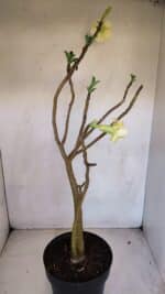 Planta Dobrada 3297 – 55cm – 03 anos - Imagem 7