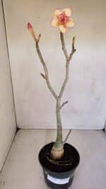 Planta Dobrada 3298 – 35cm – 03 anos - Imagem 2