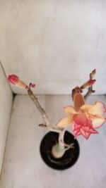 Planta Dobrada 3298 – 35cm – 03 anos - Imagem 4