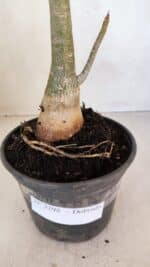 Planta Dobrada 3298 – 35cm – 03 anos - Imagem 7