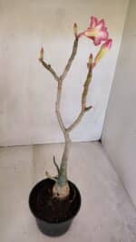 Planta Dobrada 3298 – 35cm – 03 anos - Imagem 5