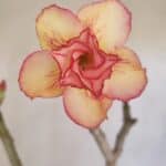 Planta Dobrada 3298 – 35cm – 03 anos