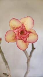 Planta Dobrada 3298 – 35cm – 03 anos