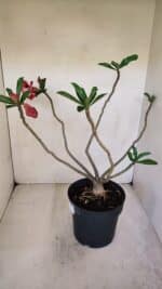 Planta Dobrada 3299 – 40cm – 03 anos - Imagem 7