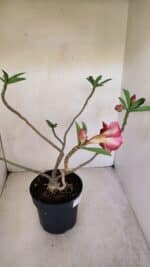 Planta Dobrada 3299 – 40cm – 03 anos - Imagem 5