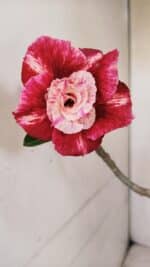 Planta Dobrada 3299 – 40cm – 03 anos