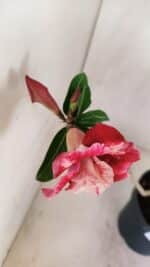 Planta Dobrada 3299 – 40cm – 03 anos - Imagem 4