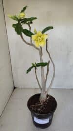 Planta Dobrada 3300 – 35cm – 03 anos - Imagem 2