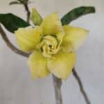 Planta Dobrada 3300 – 35cm – 03 anos