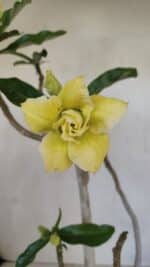 Planta Dobrada 3300 – 35cm – 03 anos