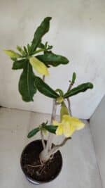 Planta Dobrada 3300 – 35cm – 03 anos - Imagem 8