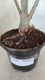 Planta Dobrada 3300 – 35cm – 03 anos - Imagem 7