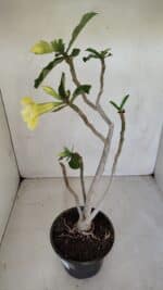 Planta Dobrada 3300 – 35cm – 03 anos - Imagem 6