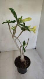 Planta Dobrada 3300 – 35cm – 03 anos - Imagem 5