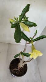 Planta Dobrada 3300 – 35cm – 03 anos - Imagem 4