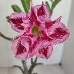 Planta Dobrada 3301 – 30cm – 03 anos