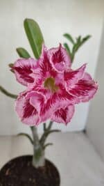 Planta Dobrada 3301 – 30cm – 03 anos