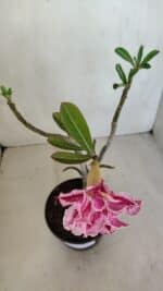 Planta Dobrada 3301 – 30cm – 03 anos - Imagem 4