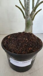 Planta Dobrada 3301 – 30cm – 03 anos - Imagem 7