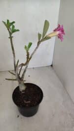 Planta Dobrada 3301 – 30cm – 03 anos - Imagem 5