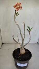 Planta Dobrada 3302 – 35cm – 03 anos - Imagem 2