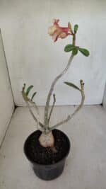 Planta Dobrada 3302 – 35cm – 03 anos - Imagem 8