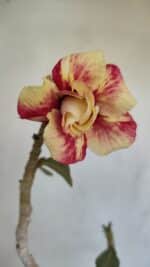 Planta Dobrada 3302 – 35cm – 03 anos - Imagem 3