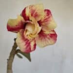 Planta Dobrada 3302 – 35cm – 03 anos