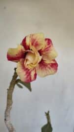 Planta Dobrada 3302 – 35cm – 03 anos