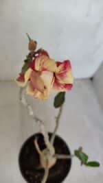 Planta Dobrada 3302 – 35cm – 03 anos - Imagem 4