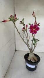 Planta Dobrada 3303 – 35cm – 03 anos - Imagem 2