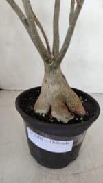 Planta Dobrada 3303 – 35cm – 03 anos - Imagem 8