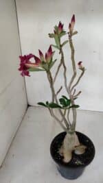 Planta Dobrada 3303 – 35cm – 03 anos - Imagem 7