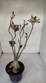 Planta Dobrada 3303 – 35cm – 03 anos - Imagem 6