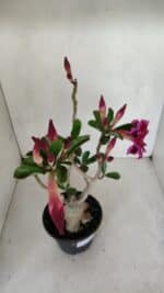 Planta Dobrada 3303 – 35cm – 03 anos - Imagem 4