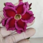 Planta Dobrada 3303 – 35cm – 03 anos