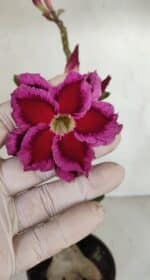 Planta Dobrada 3303 – 35cm – 03 anos