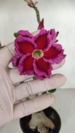 Planta Dobrada 3303 – 35cm – 03 anos - Imagem 3