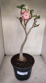 Planta Dobrada 3304 – 45cm – 03 anos - Imagem 2