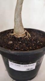 Planta Dobrada 3304 – 45cm – 03 anos - Imagem 7