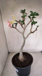 Planta Dobrada 3304 – 45cm – 03 anos - Imagem 6