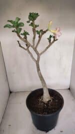 Planta Dobrada 3304 – 45cm – 03 anos - Imagem 5