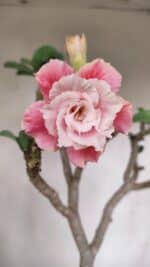 Planta Dobrada 3304 – 45cm – 03 anos